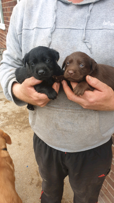 gumtree black labrador puppies